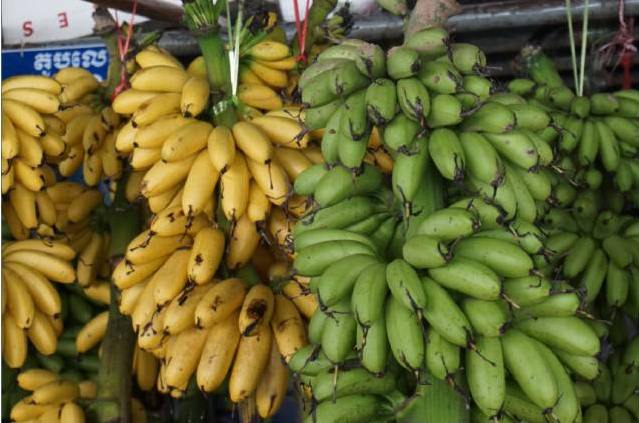 柬埔寨前11月农产品出口收入近42亿美元 中国仍是最大出口市场