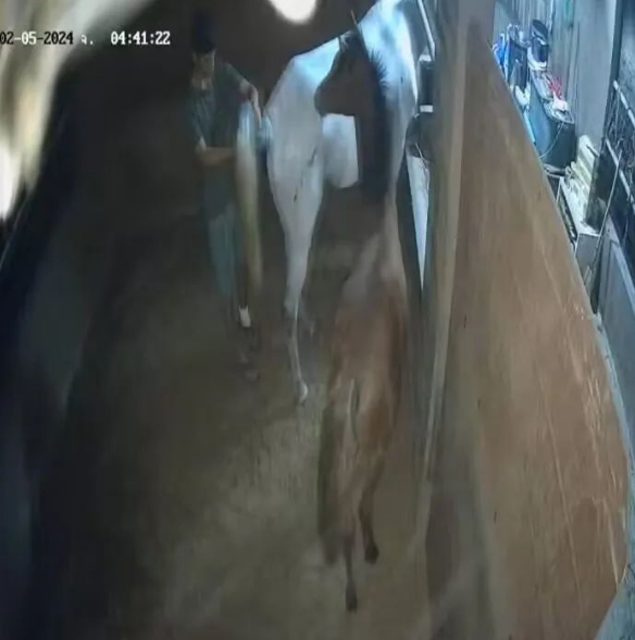 变态!外国男子潜入泰国一个马厩侵犯怀孕母马,导致两匹母马流产
