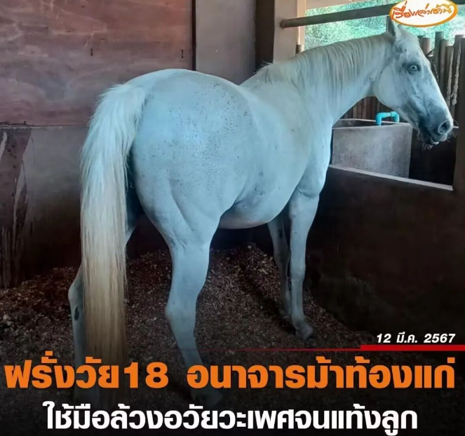 变态!外国男子潜入泰国一个马厩侵犯怀孕母马,导致两匹母马流产