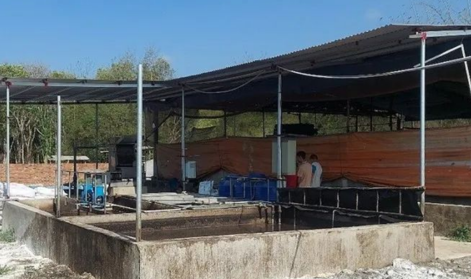 悲惨!越南3人在沼气池内死亡