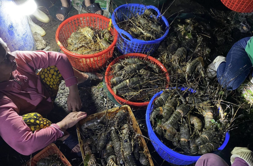 突发!越南160家民户逾61吨龙虾突然死亡!