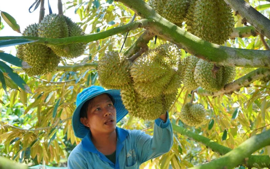 中国对越南榴莲的购买量大幅增长,4月花费激增6.5倍达到2.04亿美元!