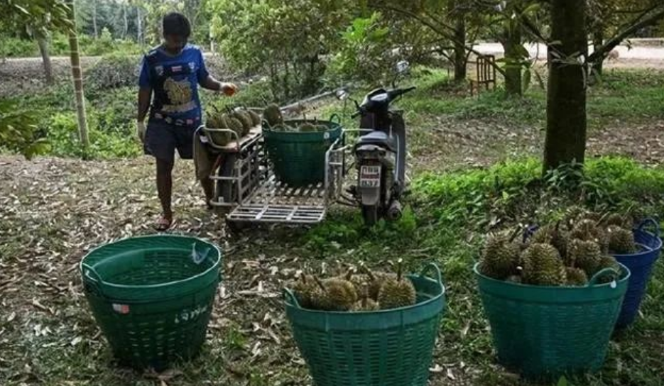 泰国的“榴莲危机”！越南对中国的榴莲出口增长了48.1%，泰国可能会失去中国最大的新鲜榴莲出口国的地位！