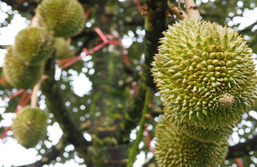 泰国榴莲在中国市场面临更激烈的竞争！全泰榴莲对华出口减少59%！