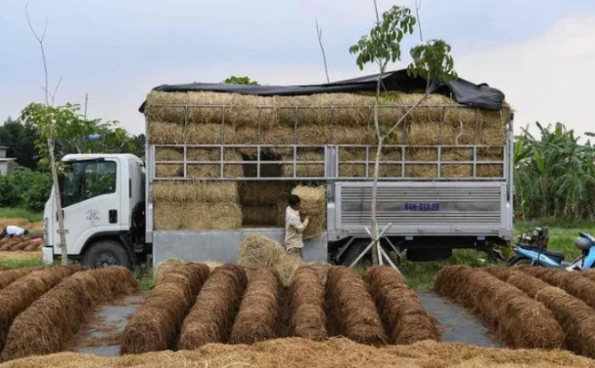 越南政府正式启动“低排放优质稻米”计划