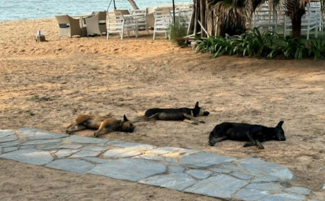 一名中国女子在泰国独自旅行时雇佣“狗保镖”，受到了许多网友的称赞