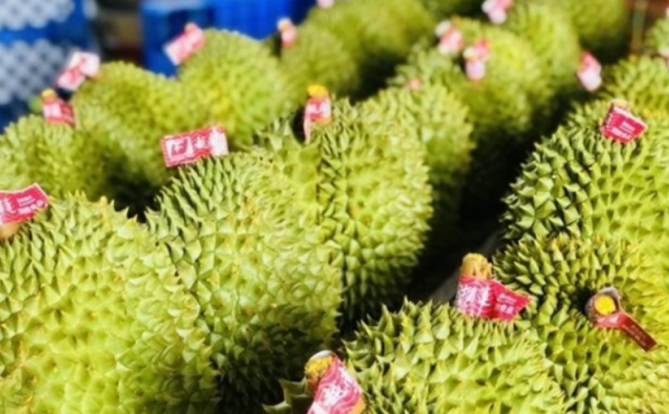 越南榴莲在中国的市场份额为31.8%，仅次于泰国