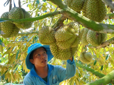 中国对越南榴莲的购买量大幅增长，4月花费激增6.5倍达到2.04亿美元！