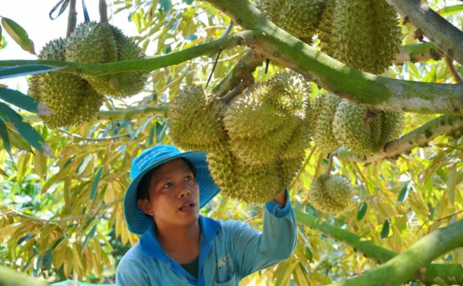 中国对越南榴莲的购买量大幅增长,4月花费激增6.5倍达到2.04亿美元!
